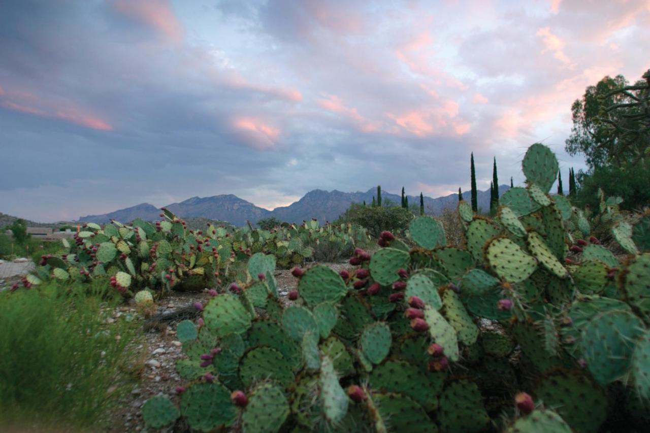 Canyon Ranch Tucson Mount Lemmont ภายนอก รูปภาพ